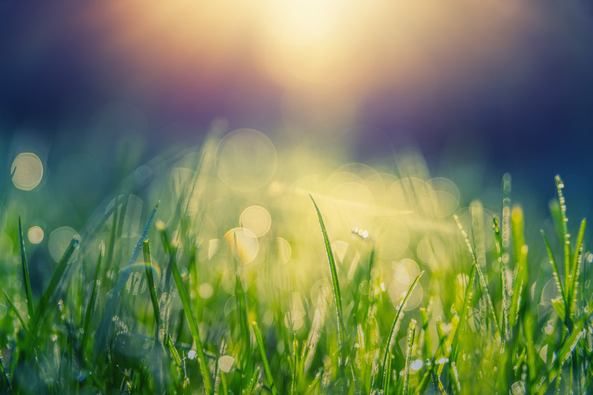 grass sun